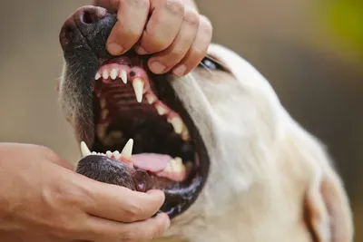 Салон для собак и кошек Джейси » Молочные зубы у собак