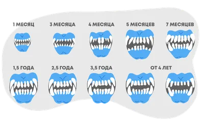 Невыпадение молочных зубов