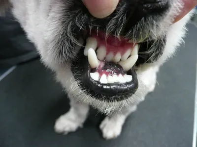 Есть ли у животных молочные зубы? | Bengal Cattery | Дзен