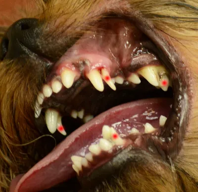Сколько зубов у собак