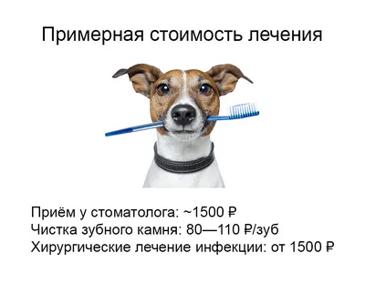 Премоляры у собак (51 фото) - картинки sobakovod.club