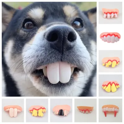 титановые зубы :: собака (собакен, песель, пес) / смешные картинки и другие  приколы: комиксы, гиф анимация, видео, лучший интеллектуальный юмор.
