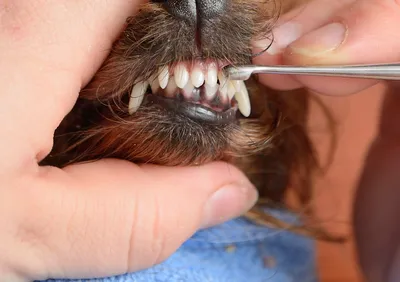 собака проверяя зубы стоковое изображение. изображение насчитывающей  дантист - 25323719