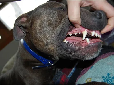 Накладные зубы для собак | AliExpress