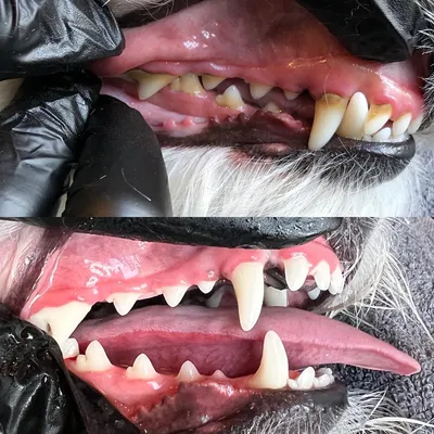 Выпадение зубов у собак