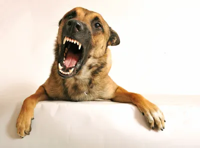 Elena.зоотовары - ‼️Точно определить возраст собаки можно по зубам. Зубы  животных меняются раз в жизни. Точная оценка возможна, если у собаки  правильный прикус, животное содержалось в хороших условиях, без тяжелых  болезней. 🔺Новорожденный