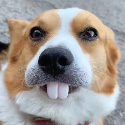 Зубы собаки (14) стоковое фото. изображение насчитывающей собака - 38640280