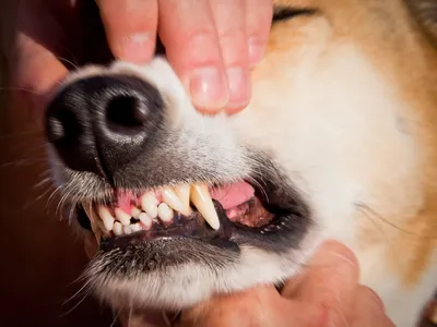 У собаки меняются зубы! 2 клыка? | История начинающего кинолога | Дзен