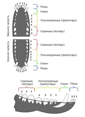 В каком возрасте меняются зубы у щенков, как помочь собаке при смене  молочного зуба