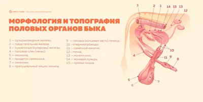 Выделения из уретры у собаки - симптом серьезной патологии, что это  означает | Лапа помощи | Дзен