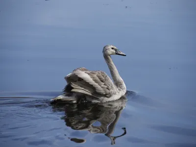 Фото Превращение Гадкого утенка в лебедя: грациозное изображение