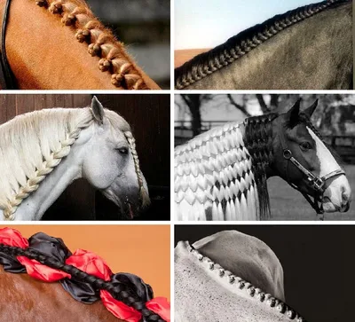 Прически для лошадей фото фотографии
