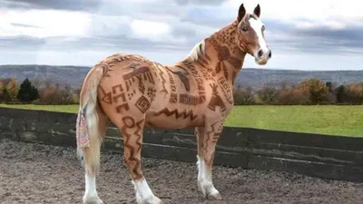 Стрижка для лошадей: В Британии появился уникальный художник | DonPress.com