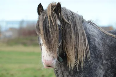 Парикмахерская для лошадей: всё о стрижках и цветных окрашиваниях | Конники  России | Дзен