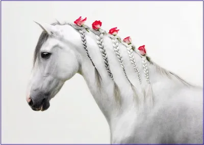 Вот это грива! Красивейшие причёски лошадей. | Story-от-Poli | Дзен