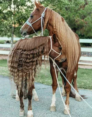 Волосы лошади стоковое фото. изображение насчитывающей разрешение -  123354378