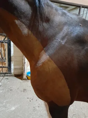 Конь в парикмахерской делает прическу…» — создано в Шедевруме