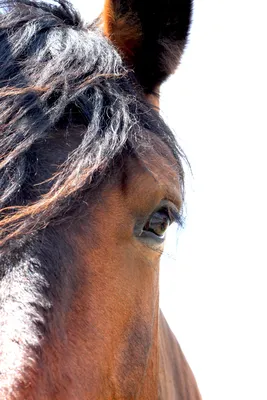 Причёски лошадок - это красиво | Фотопутешествия | Дзен