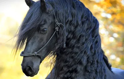 портрет прекрасной женщины длинные волосы следующей лошади Стоковое  Изображение - изображение насчитывающей лошадь, модель: 233607835