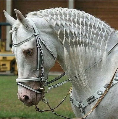 Причёски лошадок - это красиво | Фотопутешествия | Дзен