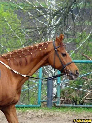 Красивые прически для лошадей