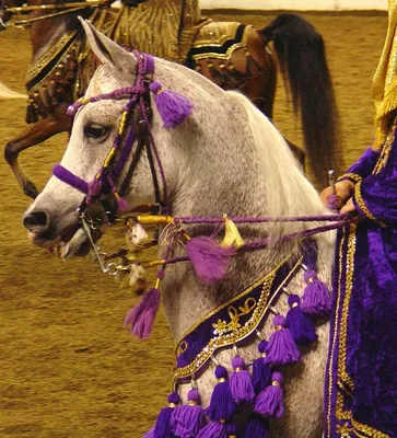 Самые удивительные и необычные стрижки лошадей | Живая планета | Дзен