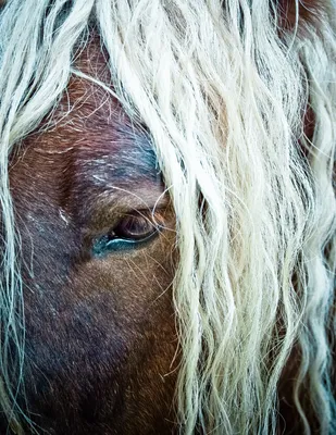Парикмахерская для лошадей: всё о стрижках и цветных окрашиваниях | Конники  России | Дзен