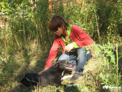 В Ижевске волонтеры потребовали от властей построить приют для животных -  Российская газета