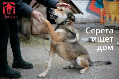 Приюти! - Приют для животных ЛАСКА (г.Барнаул) 2024 | ВКонтакте