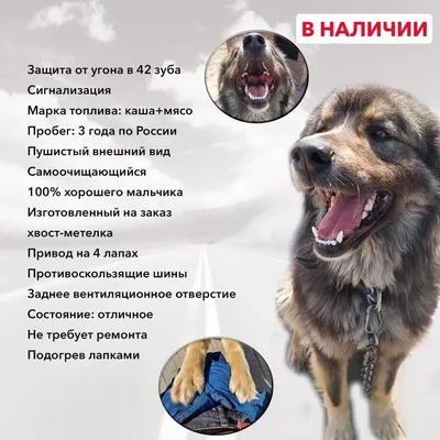 Барнаульский приют «Ласка» получил грант на открытие школы для адаптации  собак - МК Барнаул