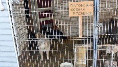 Барнаульский приют «Ласка» проведет презентацию собак
