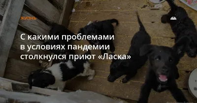 Барнаульский приют для животных приглашает на \"День открытых собак\" БАРНАУЛ  :: Официальный сайт города