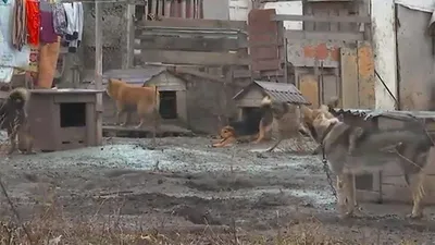 Правда ли мэрия Барнаула может оплатить содержание бездомных собак в приюте  - Толк 25.11.2022
