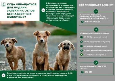 Собака Ласка (г. Петропавловск-Камчатский, приют Под крылом Кутха, порода:  Маламут)
