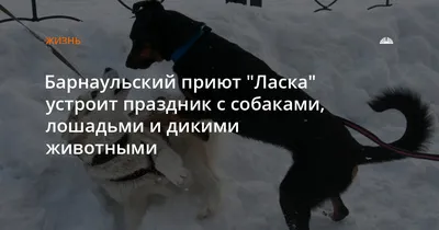 У нас 16 хаски и все – с улиц Барнаула»: почему породистые собаки стали  чаще оказываться в приютах для животных - KP.RU
