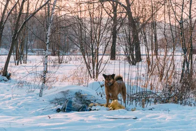 Барнаульский приют \"Ласка\" устроит праздник с собаками, лошадьми и дикими  животными