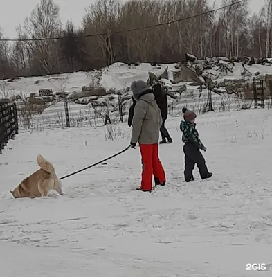 В садоводстве Барнаула бездомные псы загрызли двух кошек и собаку |  ПРОИСШЕСТВИЯ | АиФ Барнаул