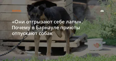 Директор барнаульского парка прокомментировал нападение собак на  пенсионерку - 30 октября 2023 - ngs22.ru