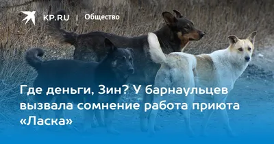 Собака Герда (г. Барнаул, приют Ласка)