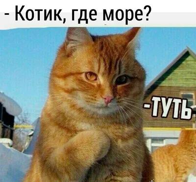 Коты и компьютеры. Приколы с котами. | интернет-магазин ОС КОМ