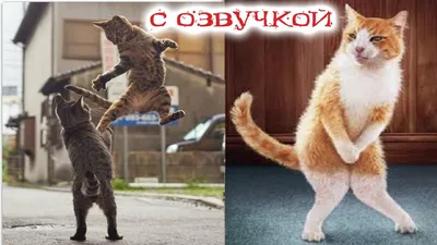 Смешные фото и видео приколы с котами - смотреть картинки, мемы, шутки —  Telegraf.com.ua - Телеграф