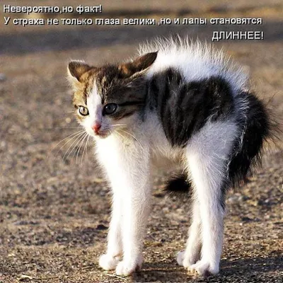 Наклейки на телефон 3d стикеры объемные мемы коты прикол - купить с  доставкой по выгодным ценам в интернет-магазине OZON (1170981405)