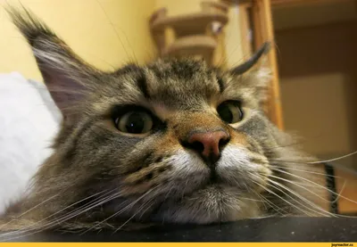 Видео Приколы с котами. Смешные коты и Смешные кошки с Озвучкой. Видео про  котов в нелепых и смешных моментах | Пикабу