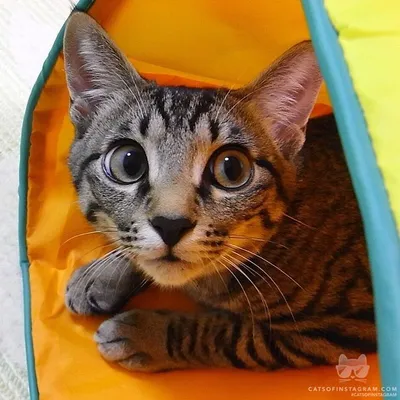 Пазл картонный 39,5х28 см мемы коты (котик, делаю что хочу, i do what i  want, приколы) - 18205 - купить с доставкой по выгодным ценам в  интернет-магазине OZON (1148245499)