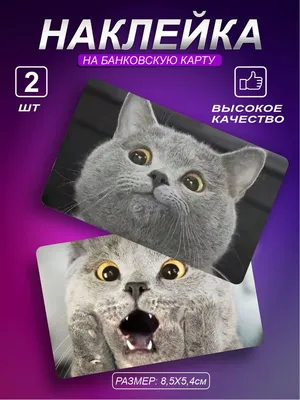Кружка мем с котом котиком кошкой, прикольные животные Кружок 154451746  купить за 359 ₽ в интернет-магазине Wildberries