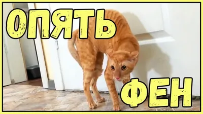 Женская толстовка Прикол с котом: пародия картина — купить по цене 2985 руб  в интернет-магазине #3105967