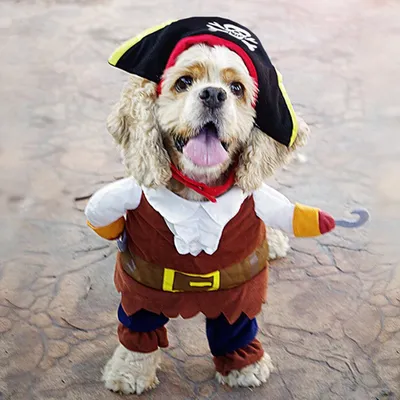 Смешные костюмы для косплея, пиратский костюм, одежда для маленьких и  средних собак, кошек, чихуахуа | AliExpress