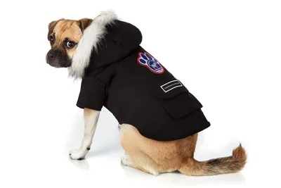Утеплённый комбинезон для собак Zoozavr сиреневый 25 купить по цене 599 ₽ с  доставкой в Москве и России, отзывы, фото
