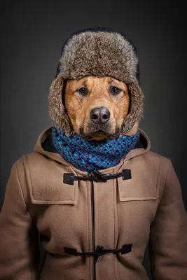 Одежда для собак крючком – свитер с карманами