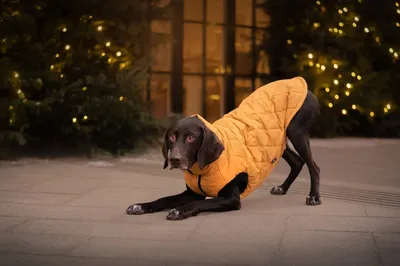 Одежда для собак BRAVEHOUND (@bravehound.ru) • Instagram photos and videos